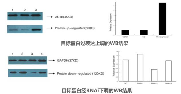 圖片11-Western Blot檢測(cè).jpg